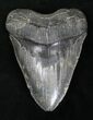 Massive Megalodon Tooth #20747-1